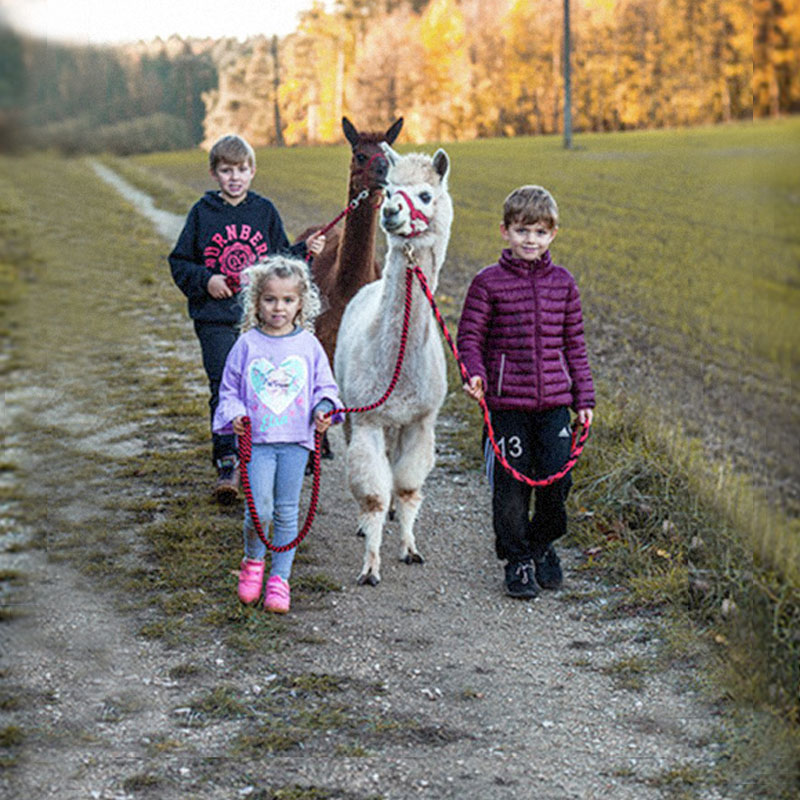 Drei Kinder führen zwei Alpakas auf dem Erlebnisbauernhof Aurachtal-Alpakas