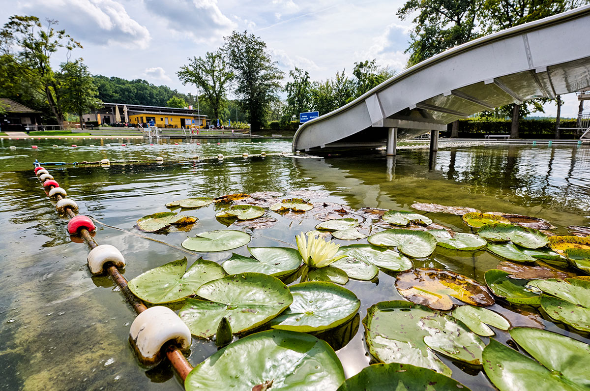 Seerosenblätter im Waldstrandbad